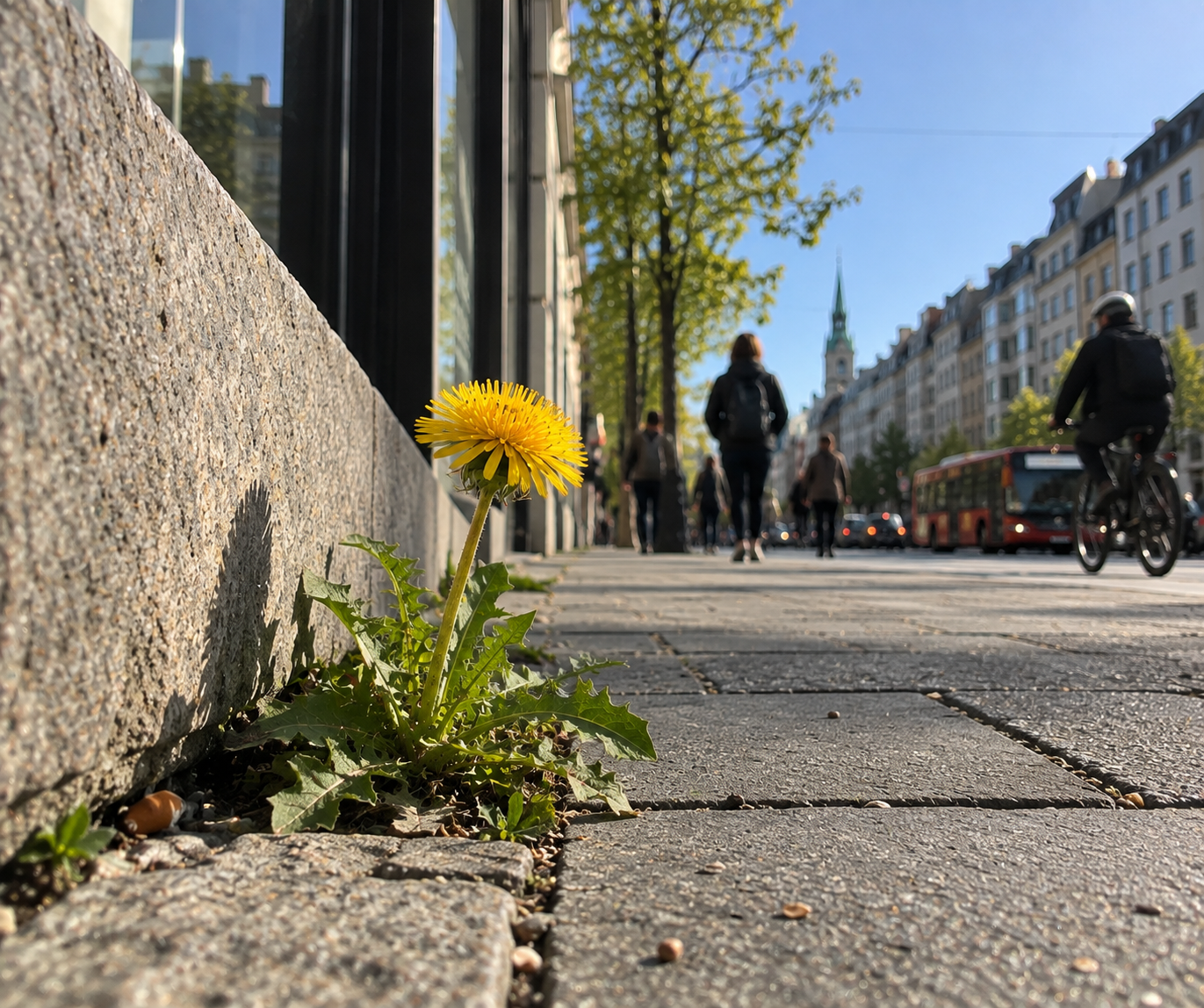En løvetann som vokser mellom steinene i et byfortau med folk og syklister i bakgrunnen
