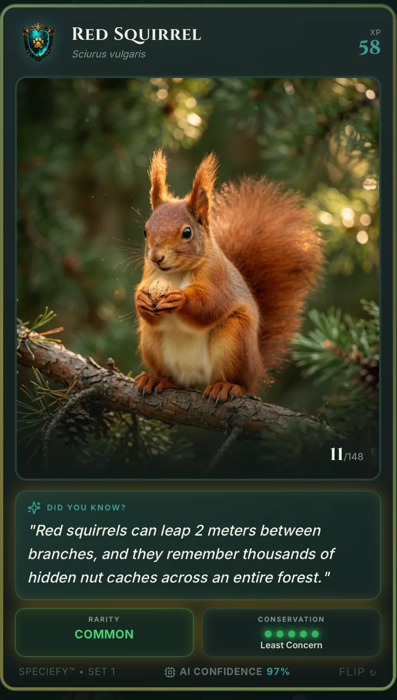 Speciefy app — Red Squirrel collection card
